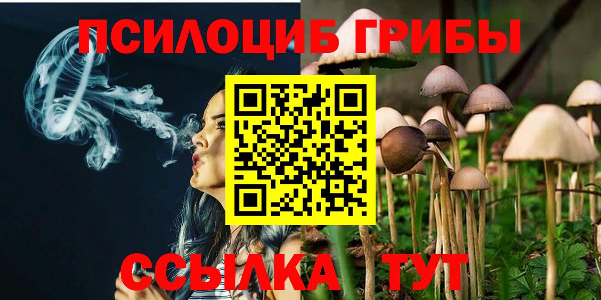 Псилоцибиновые грибы Psilocybe Шахты